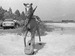 soare la mare – plaja cu cal, iul. 1975