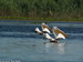 pelicani vigilenti /920mm