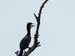 a cormorant on dried branch