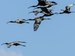 S–E european ibises flying