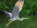 rising grey heron