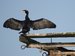 a cormorant dries his wings