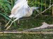 little yellow heron at take–off