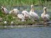 pelican team