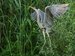 jumping grey heron