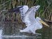 heavy pelican crispus take–off