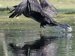 cormorant leaving